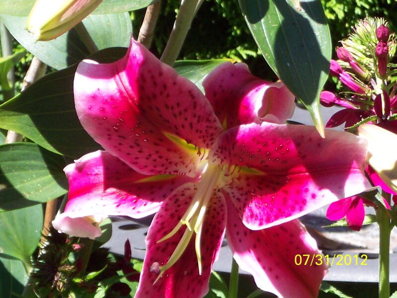 Pink Lily Flower — Bright