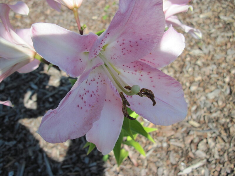 Pink Lily Flower — Calm, Afternoon, Photograph, Leaves