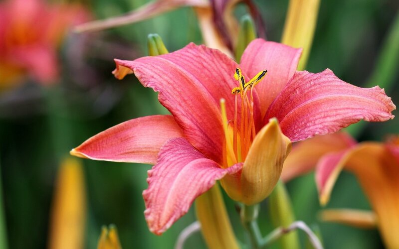 Pink Lily Flower — Calm, Afternoon, Photograph, Petals