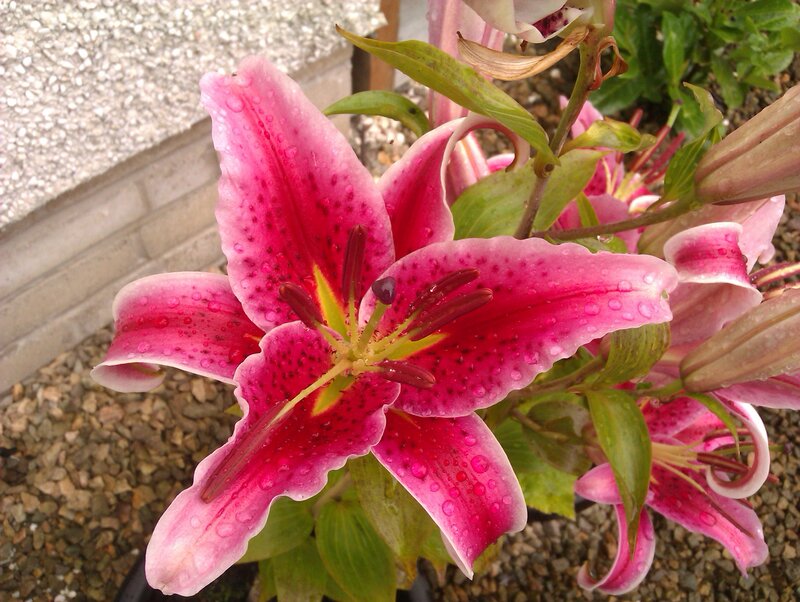 Pink Lily Flower — Calm, Afternoon