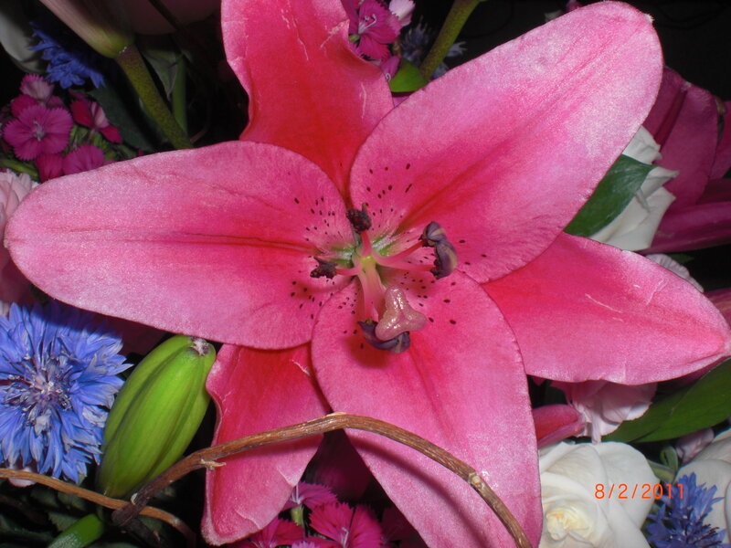 Pink Lily Flower — Calm, Photograph, Blue Cornflower