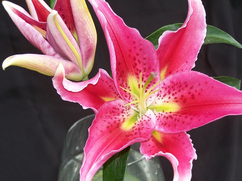 Pink Lily Flower — Calm, Photograph, Bud, Leaves