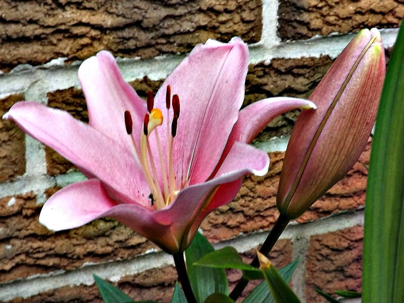 Pink Lily Flower — Calm, Photograph, Bud