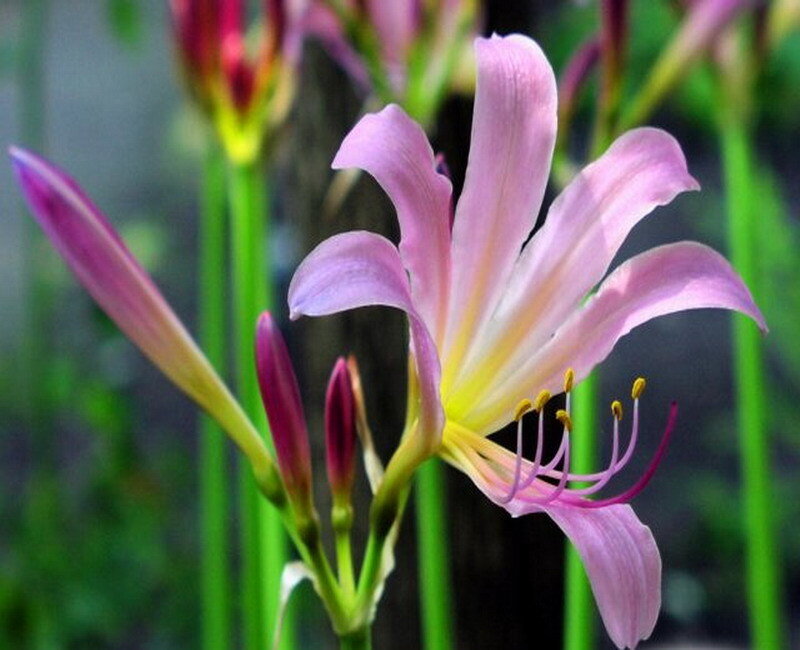 Pink Lily Flower — Calm, Photograph, Buds, Stamen, Green Stem