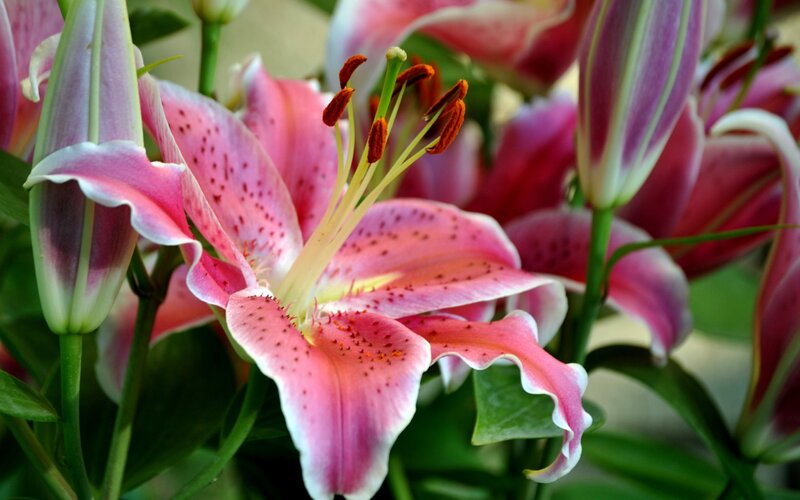 Pink Lily Flower — Calm, Photograph, Buds, Stamen