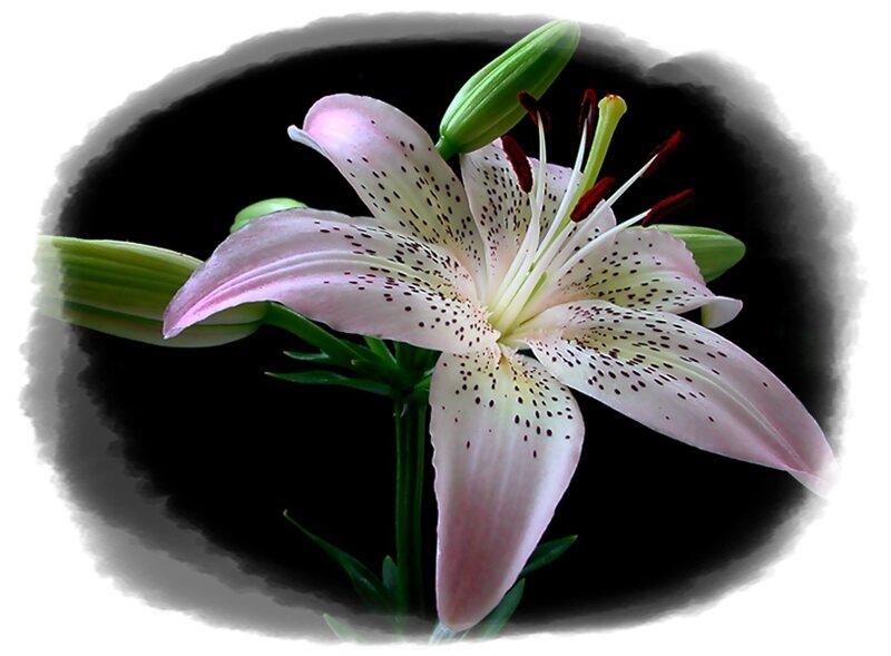Pink Lily Flower — Calm, Photograph, Buds
