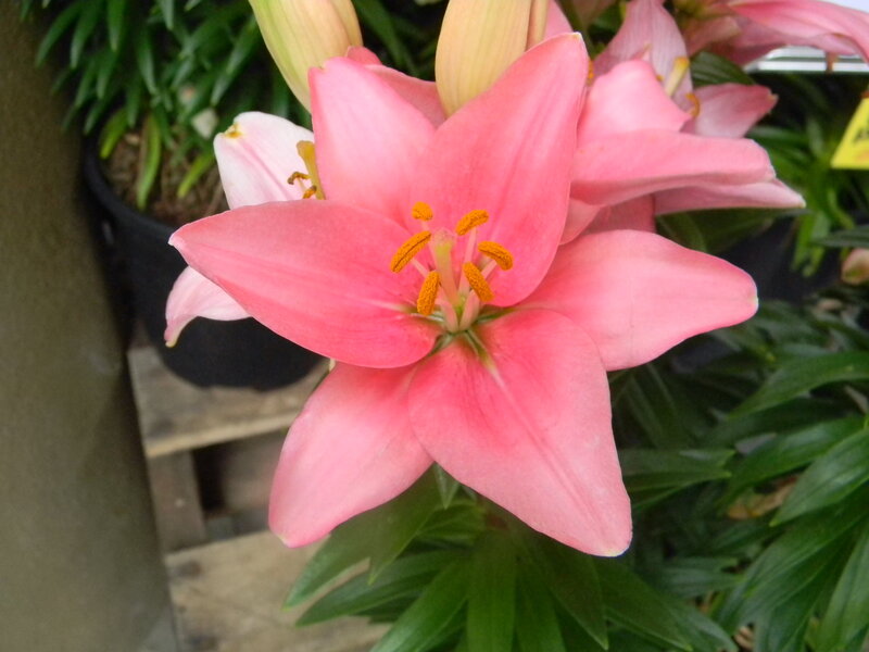 Pink Lily Flower — Calm, Photograph, Green Leaves
