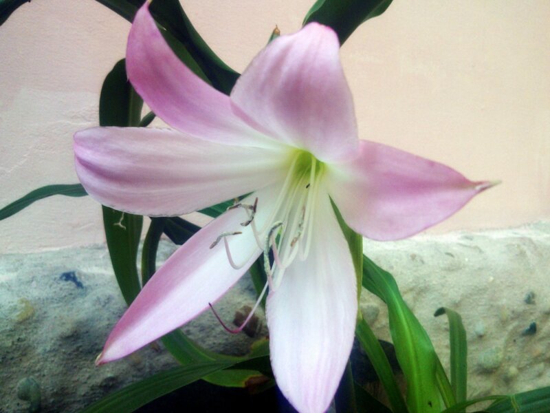 Pink Lily Flower — Calm, Photograph, Green Leaves, Wall