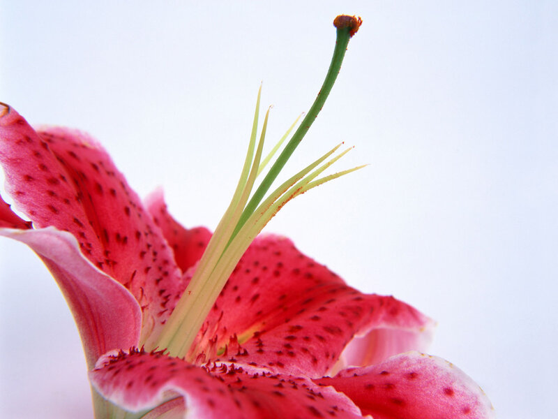 Pink Lily Flower — Calm, Photograph, Petals, Stamen