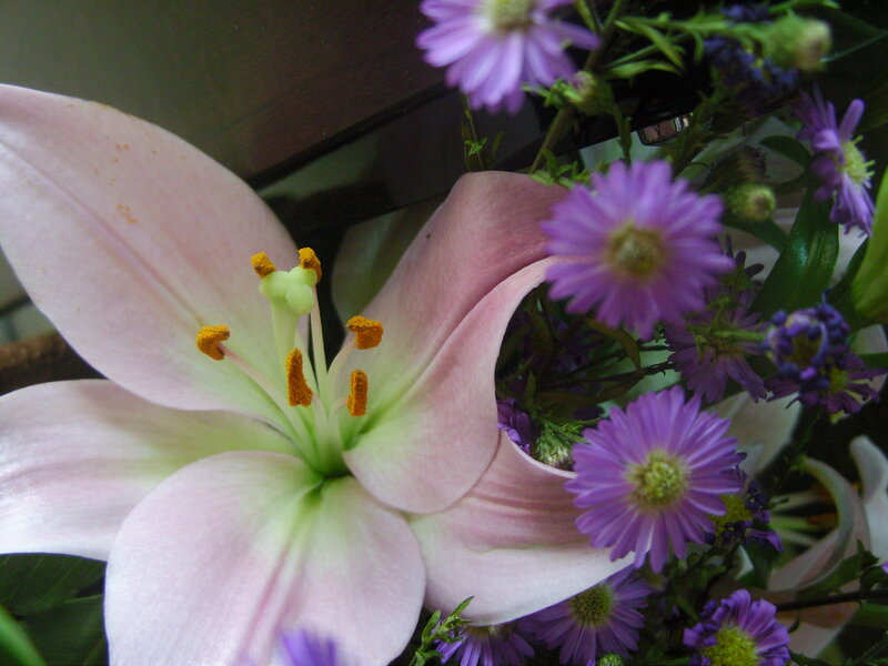 Pink Lily Flower — Calm, Photograph, Purple Flowers
