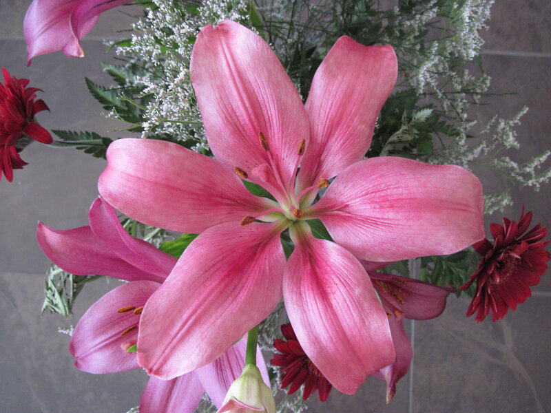 Pink Lily Flower — Calm, Photograph, Red Daisies