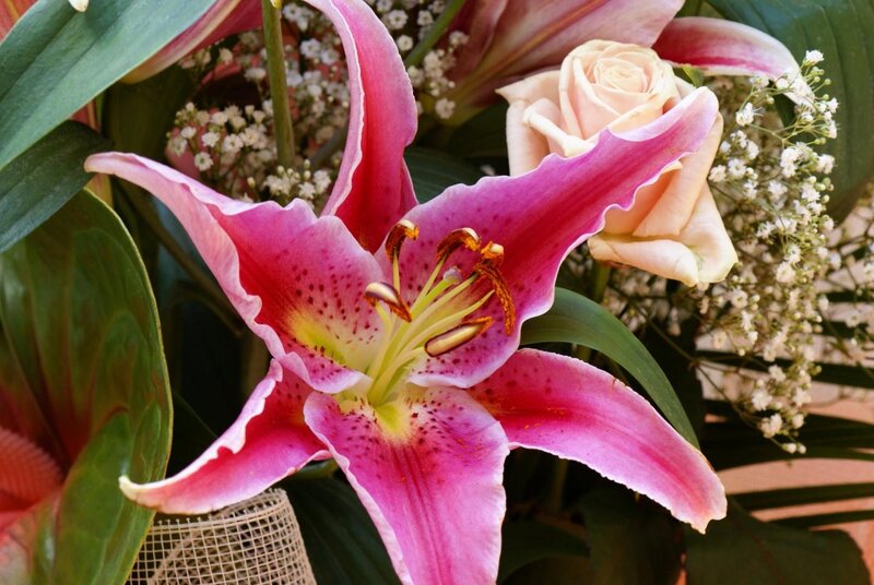 Pink Lily Flower — Calm, Photograph, Rose