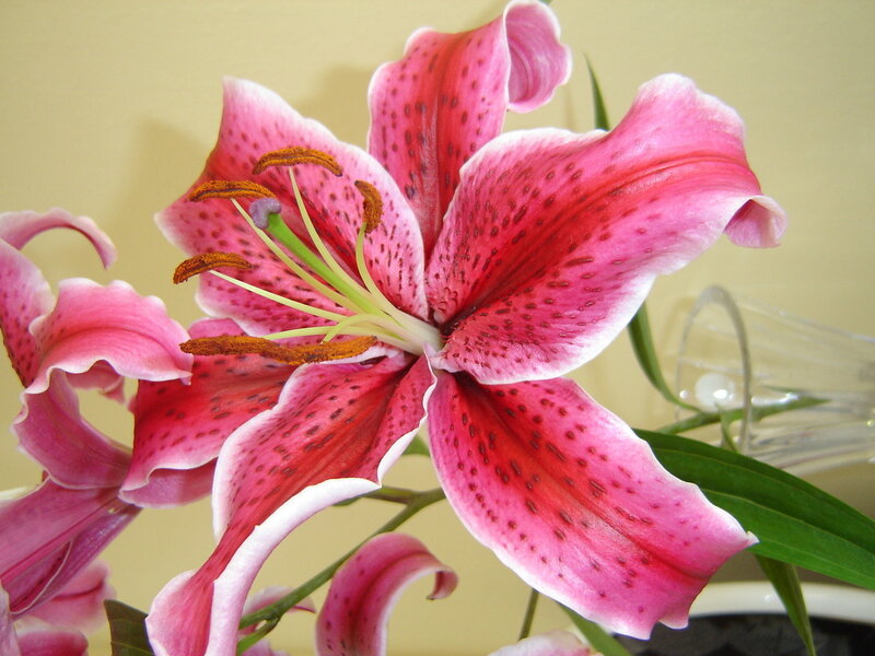 Pink Lily Flower — Calm, Photograph, Stamen, Vase