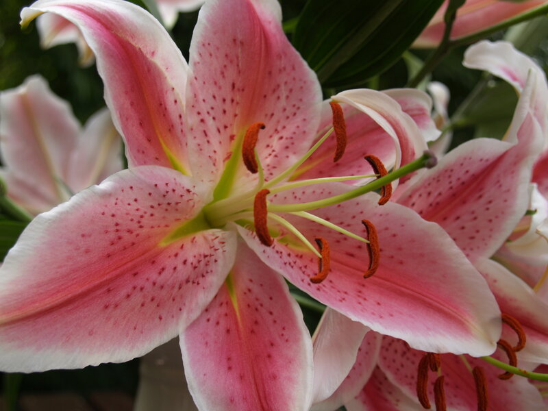 Pink Lily Flower — Calm, Photograph
