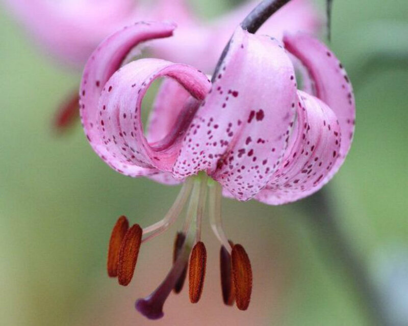 Pink Lily Flower — Calm, Spring, Photograph, Petals