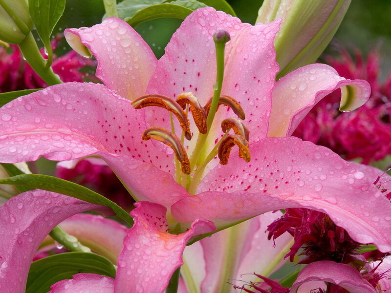 Pink Lily Flower — Calm, Spring, Photograph
