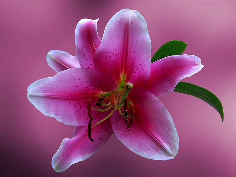 Pink Lily Flower — Calm