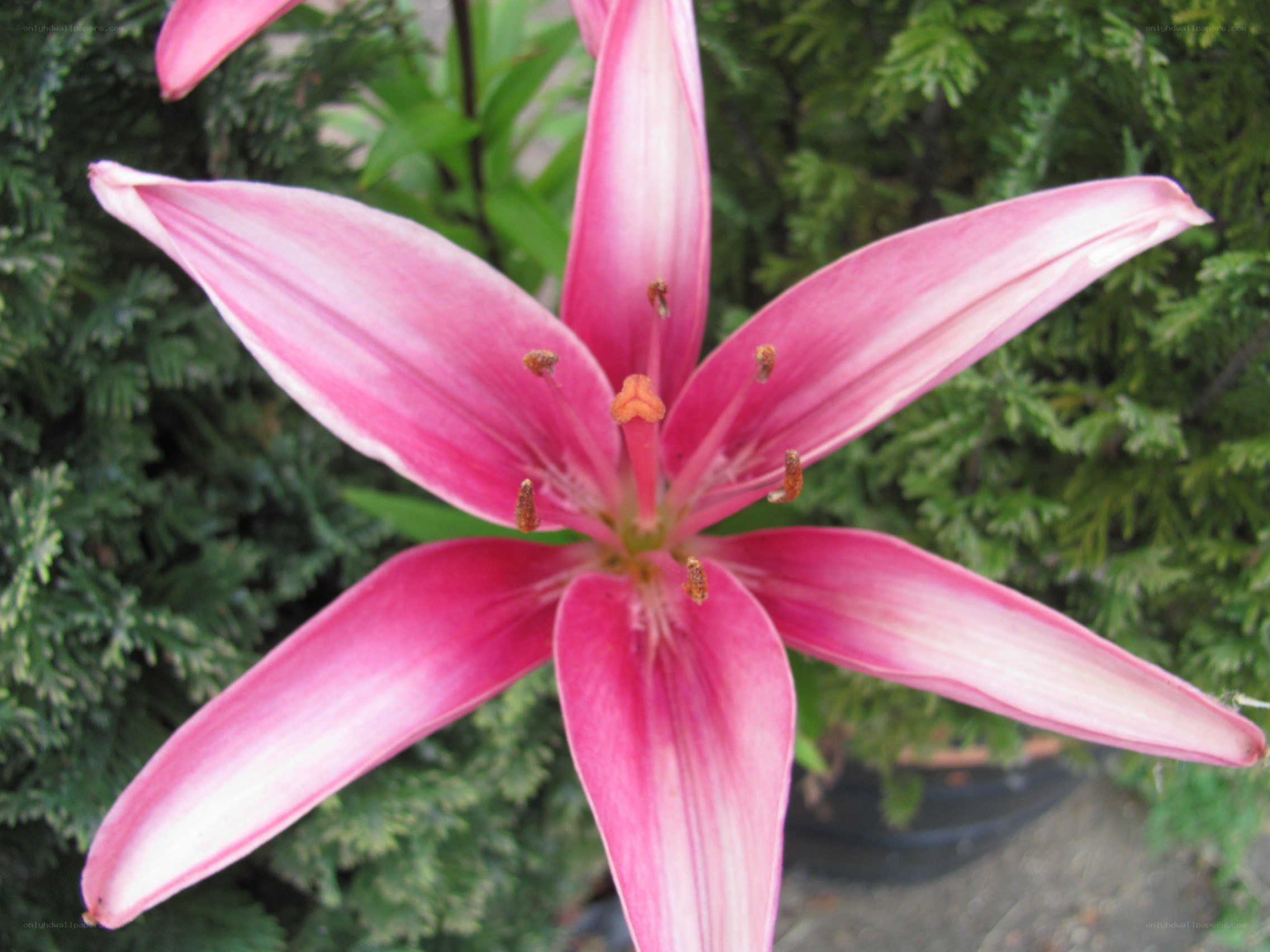 pink lily flower close-up
