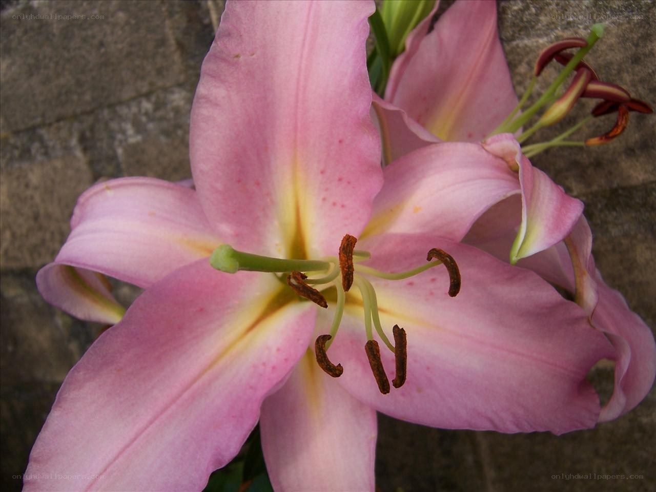 Pink lily flower close-up
