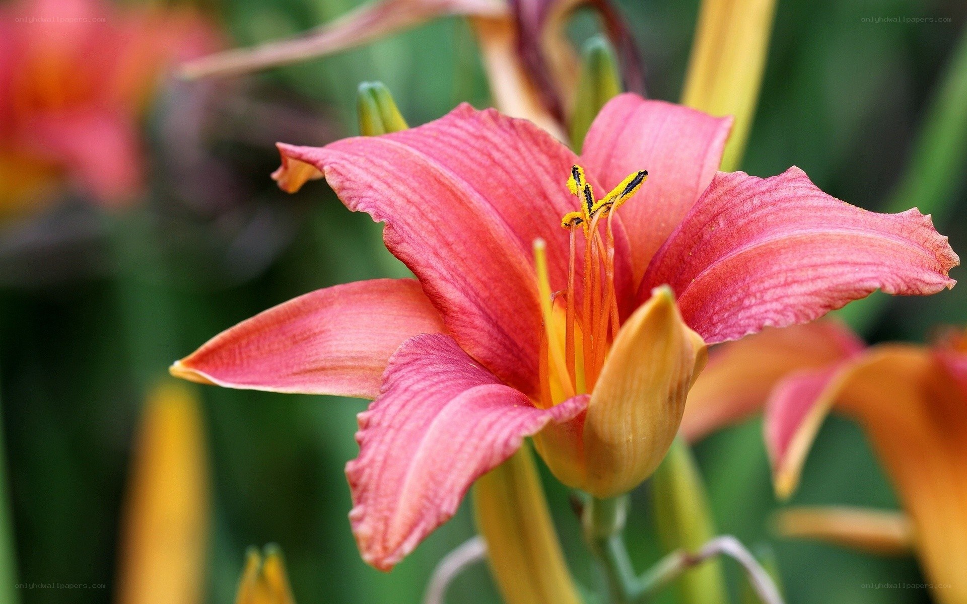 pink lily flower close-up