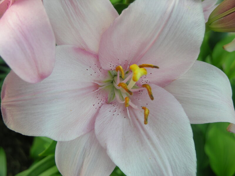 pink lily flower close-up