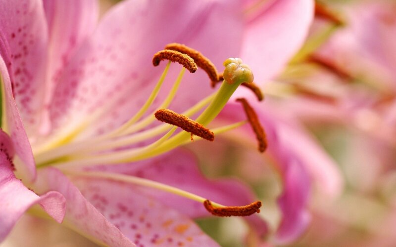 Pink lily flower close-up