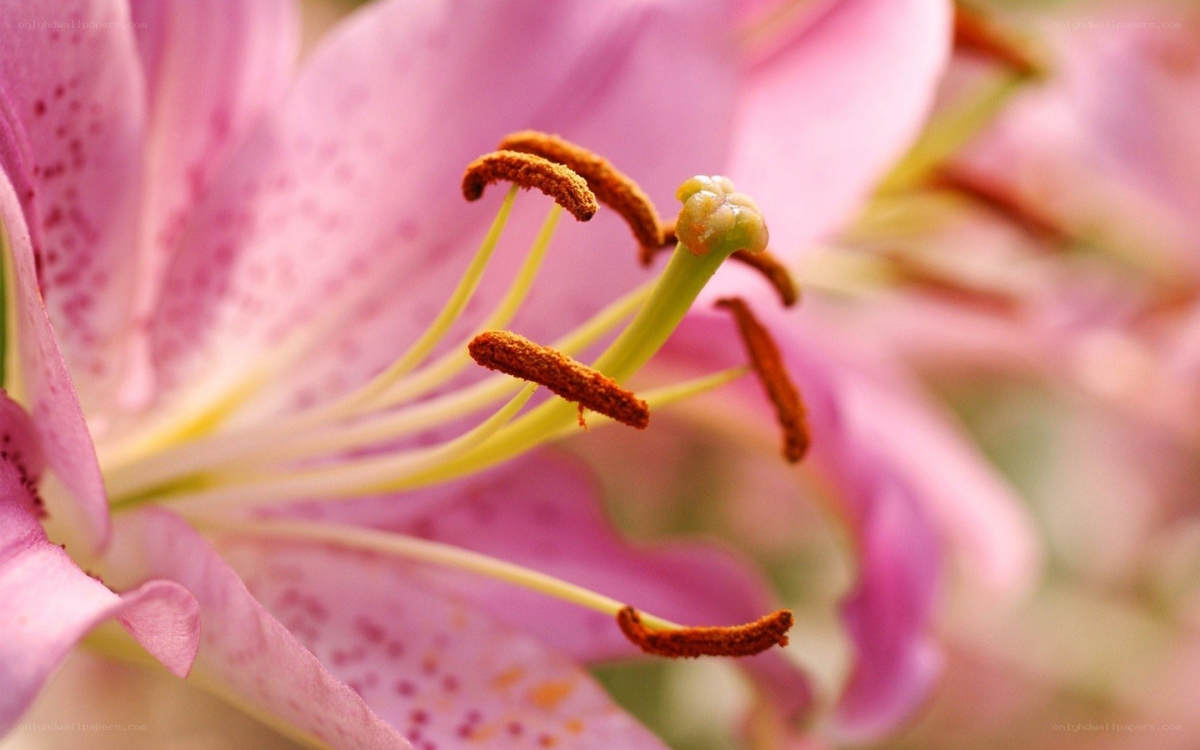 Pink lily flower close-up