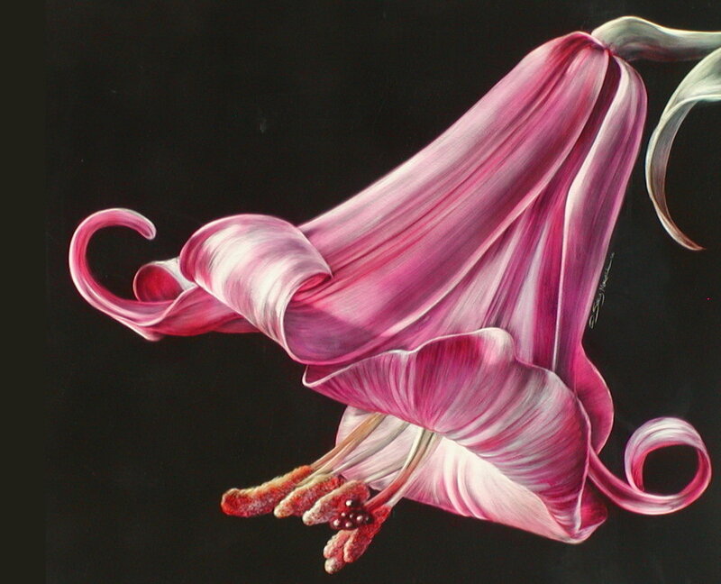 Pink Lily Flower — Dramatic, Painting
