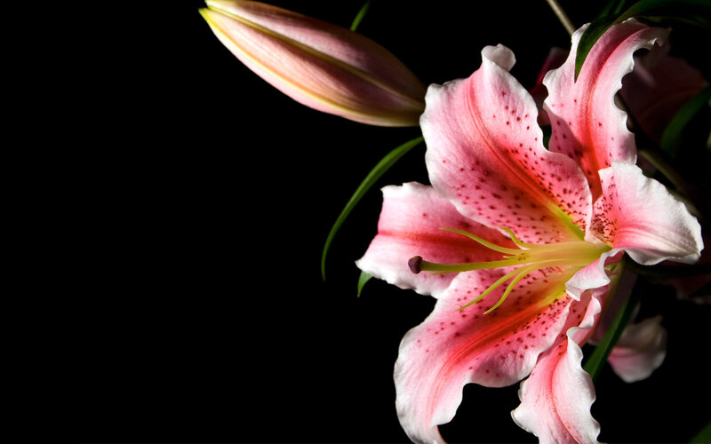 Pink Lily Flower — Dramatic, Photograph, Bud, Green Leaves