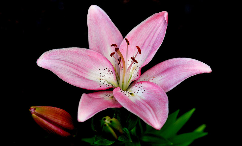 Pink Lily Flower — Dramatic, Photograph, Bud, Leaves