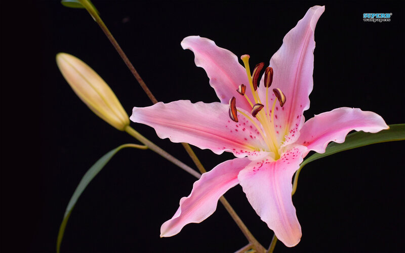 Pink Lily Flower — Dramatic, Photograph, Bud, Stem