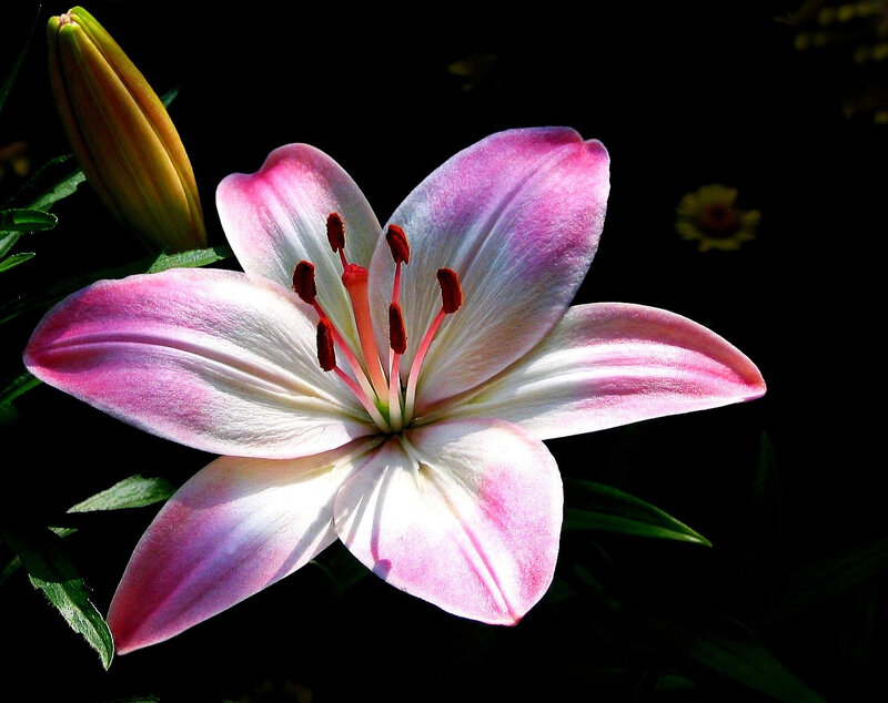 Pink Lily Flower — Dramatic, Photograph, Bud