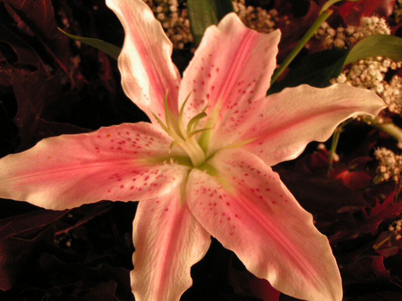 Pink Lily Flower — Dramatic, Photograph, Leaves