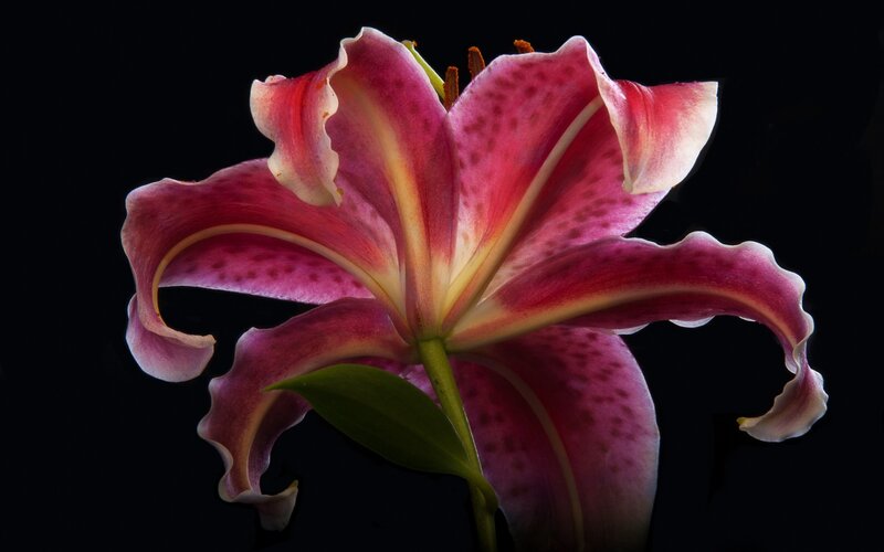Pink Lily Flower — Dramatic, Photograph, Petals, Stamen