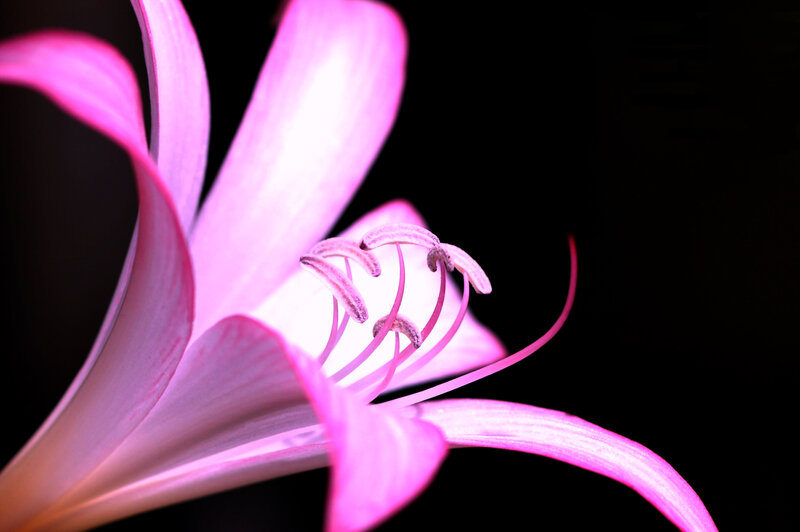 Pink Lily Flower — Dramatic, Photograph, Petals