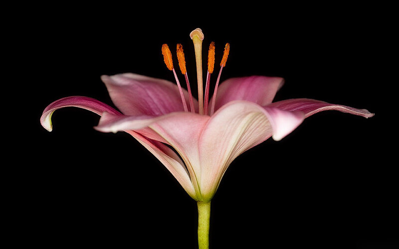 Pink Lily Flower — Dramatic, Photograph, Stamen