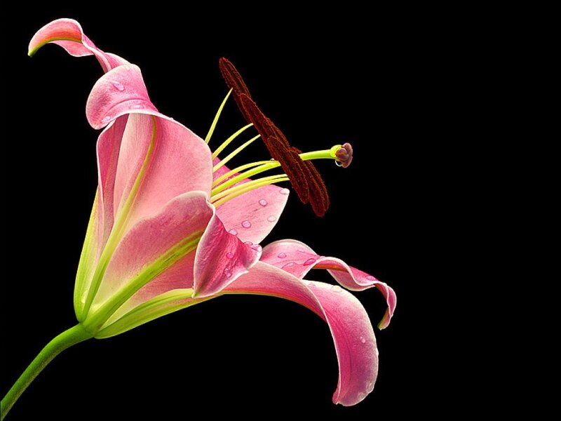 Pink Lily Flower — Dramatic, Photograph