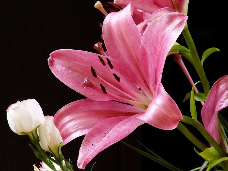 Pink Lily Flower — Dramatic, Photograph, White Flowers