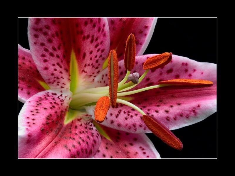 Pink Lily Flower — Dramatic