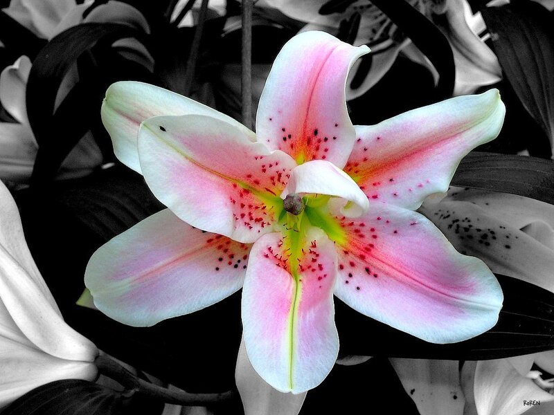 Pink lily flower in black and white