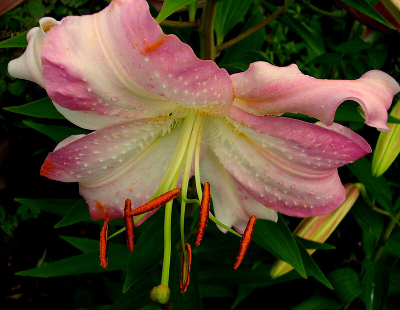 pink lily flower in bloom