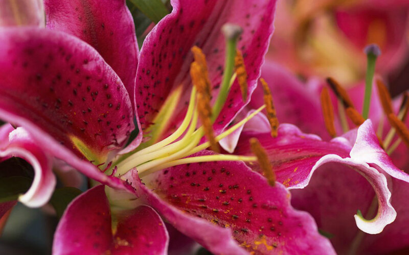 Pink Lily Flower — Magenta, Natural