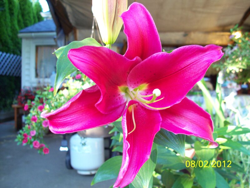 Pink Lily Flower — Magenta