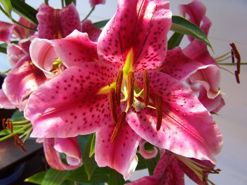 Pink Lily Flower — Natural, Afternoon, Photograph, Petals