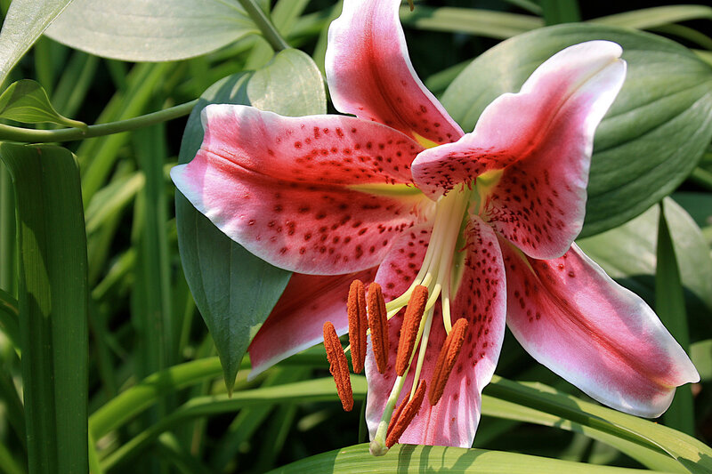 Pink Lily Flower — Natural, Afternoon