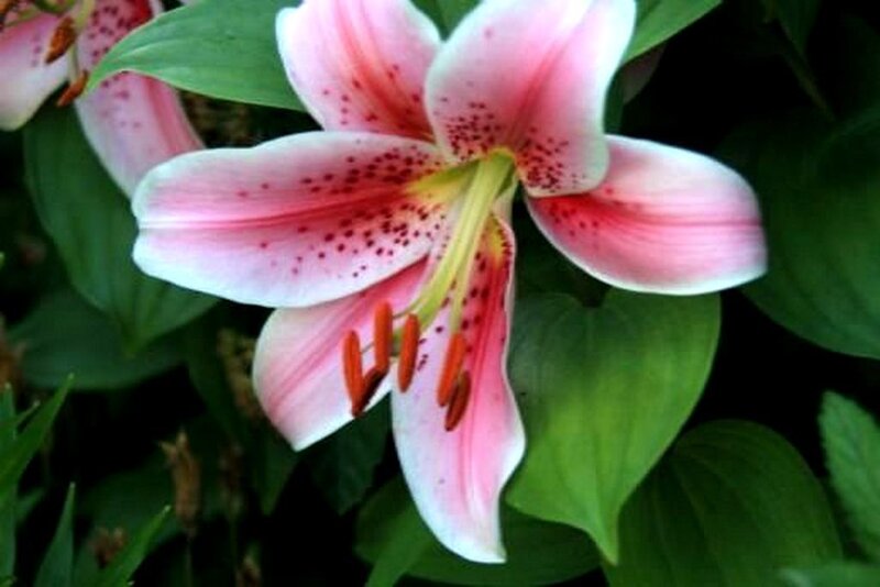 Pink Lily Flower — Natural, Photograph, Green Leaves