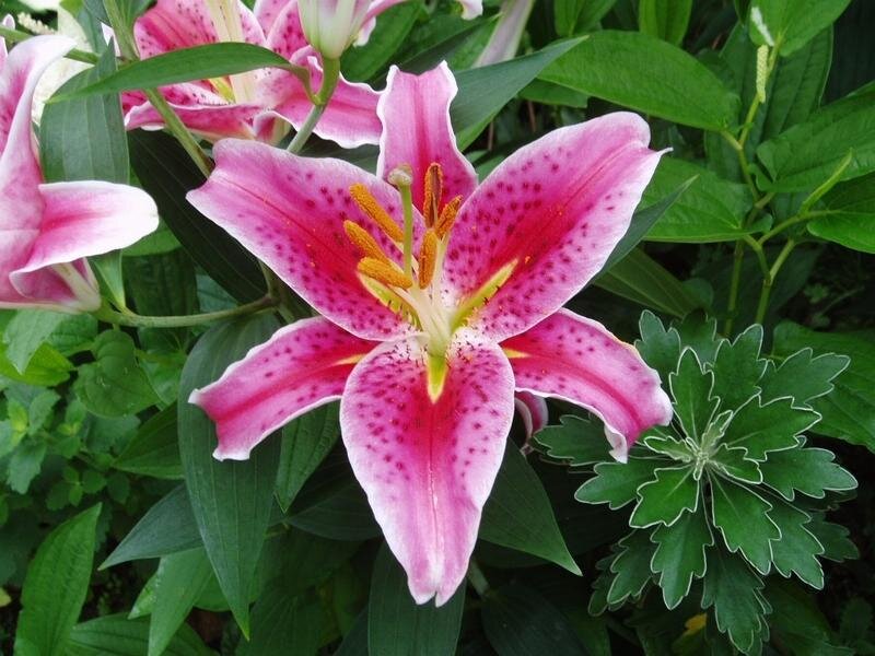 Pink Lily Flower — Natural, Summer