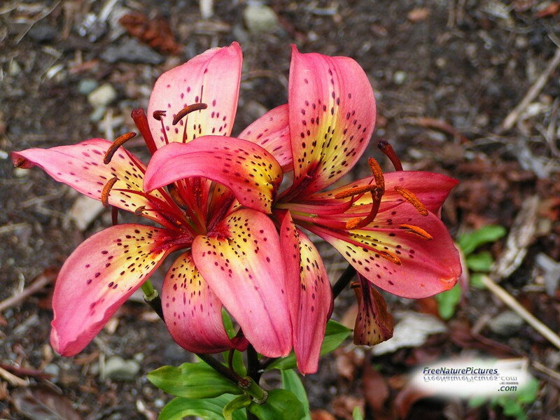 Pink Lily Flower — Natural