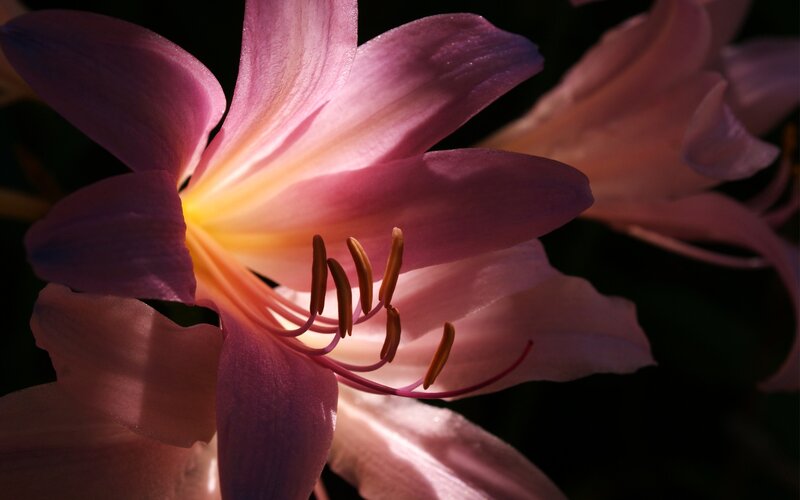 Pink Lily Flower — Purple, Dramatic