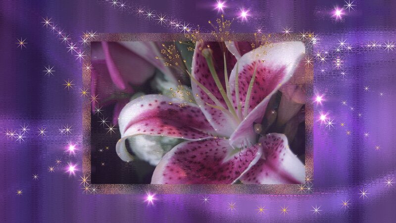 Pink Lily Flower — Purple, Magical